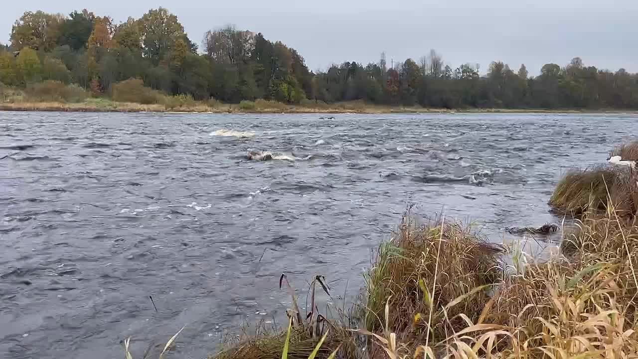 Водолазная Служба ВОСВОД Оказывает Содействие В Поисках Пропавшего Человека В Кингисеппском…